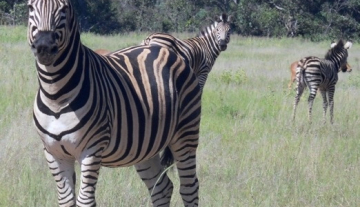 Game Farm 1683Ha Vaalwater